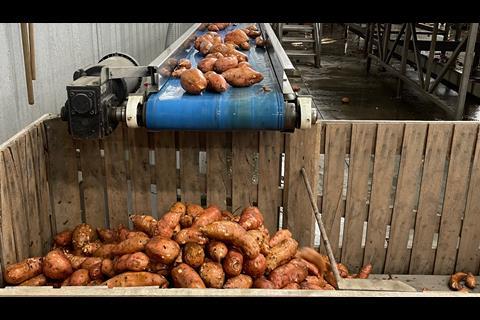North Carolina produces 75 per cent of America’s total sweet potato crop